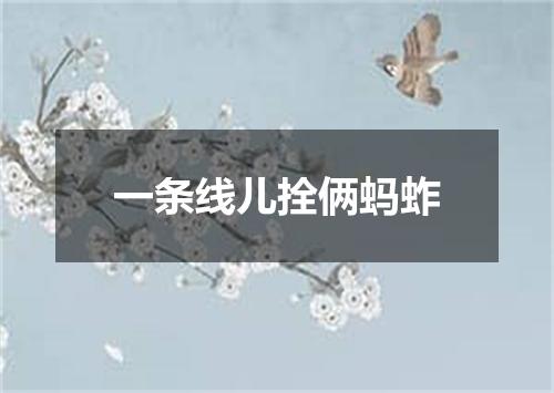 一条线儿拴俩蚂蚱
