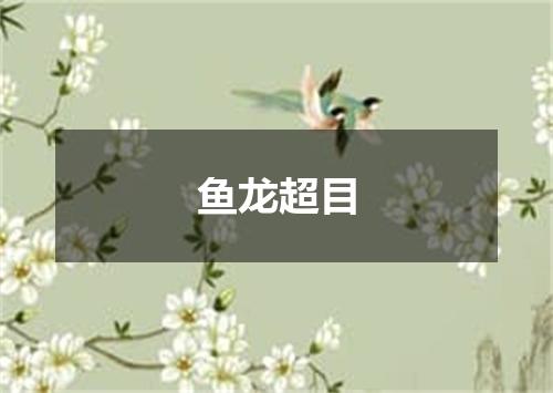 鱼龙超目