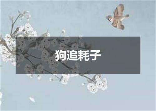 狗追耗子