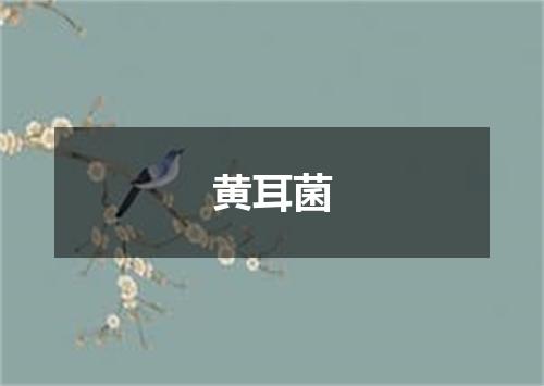 黄耳菌