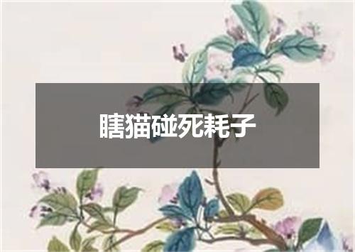 瞎猫碰死耗子