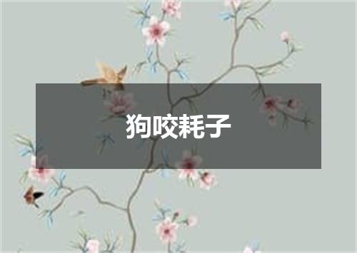 狗咬耗子
