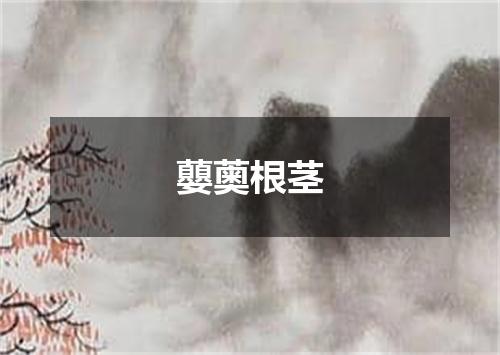 蘡薁根茎
