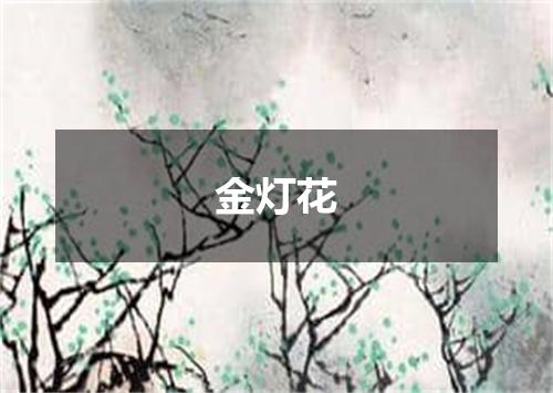 金灯花