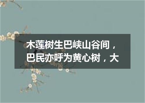 木莲树生巴峡山谷间，巴民亦呼为黄心树，大