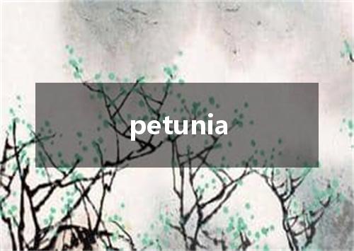 petunia是什么意思