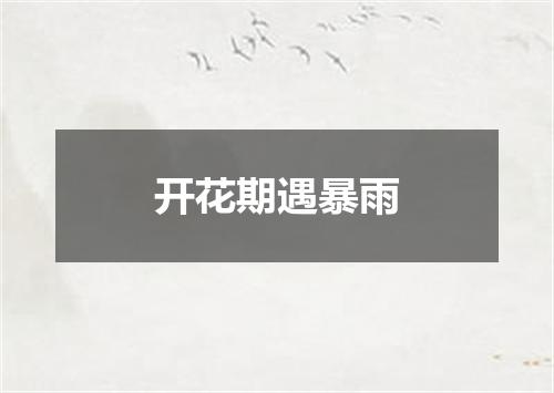 开花期遇暴雨