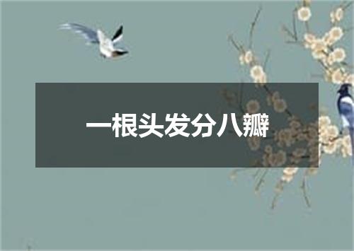 一根头发分八瓣