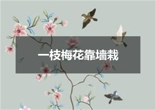 一枝梅花靠墙栽