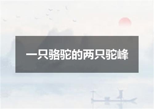 一只骆驼的两只驼峰