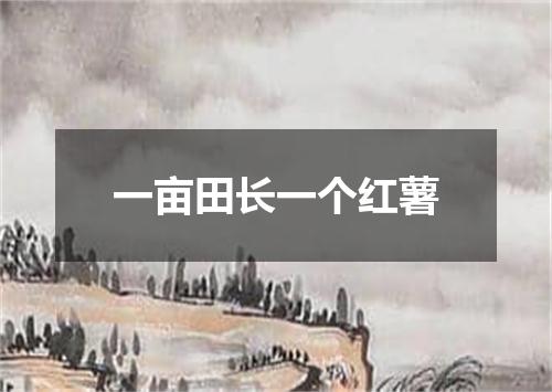 一亩田长一个红薯
