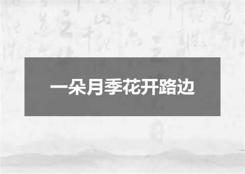 一朵月季花开路边
