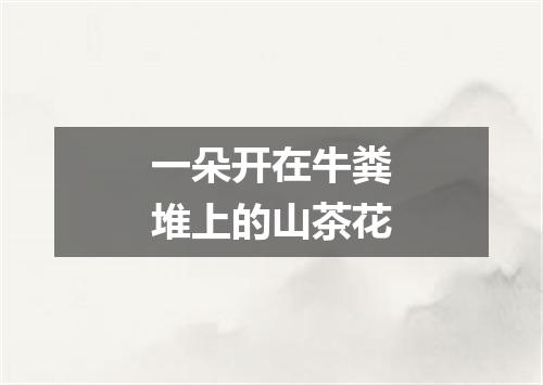 一朵开在牛粪堆上的山茶花