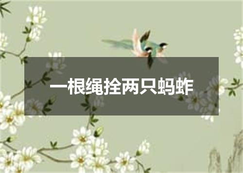 一根绳拴两只蚂蚱