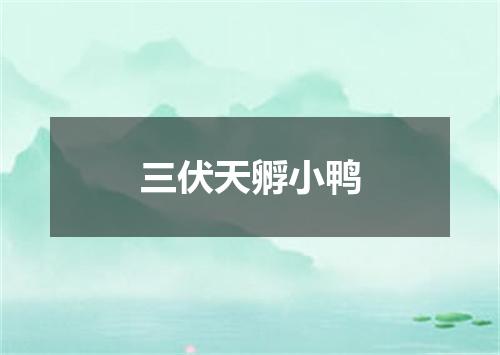 三伏天孵小鸭