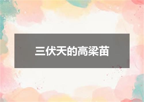 三伏天的高梁苗