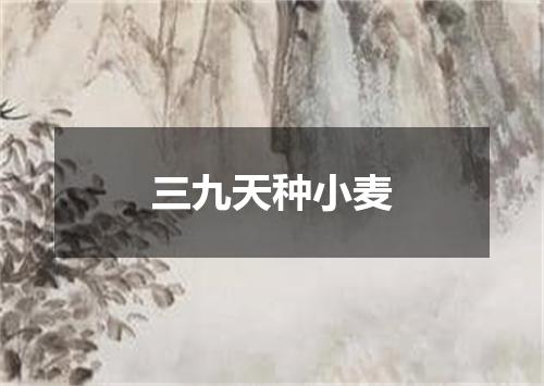 三九天种小麦