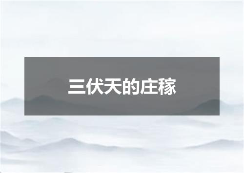 三伏天的庄稼