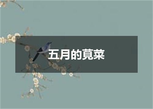 五月的莧菜