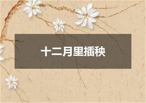 十二月里插秧