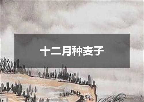 十二月种麦子