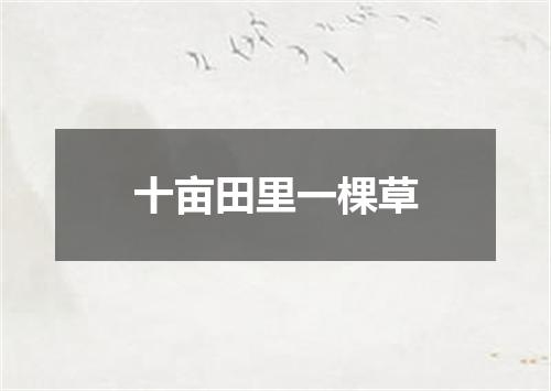 十亩田里一棵草