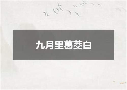 九月里葛茭白