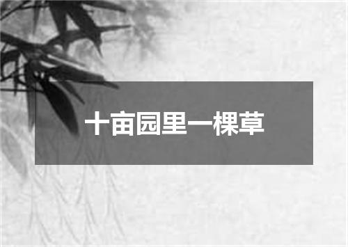 十亩园里一棵草