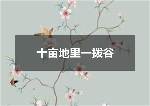 十亩地里一拨谷