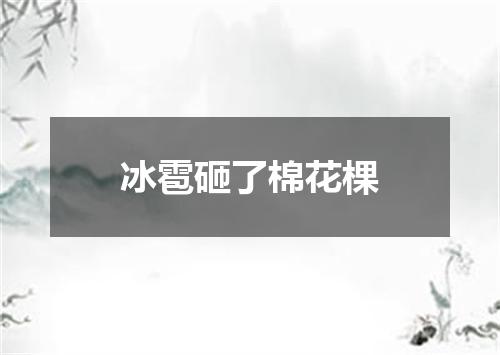 冰雹砸了棉花棵