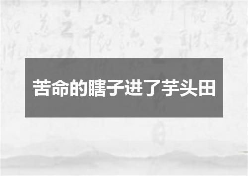 苦命的瞎子进了芋头田