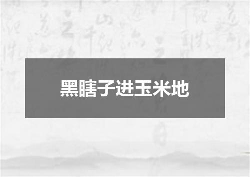 黑瞎子进玉米地