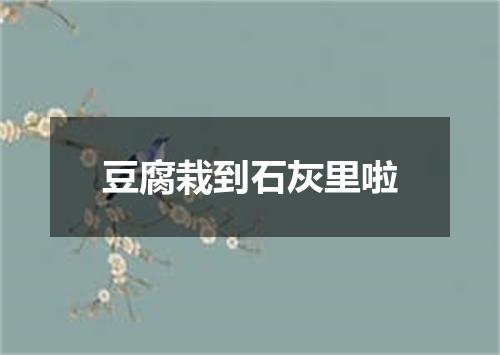 豆腐栽到石灰里啦