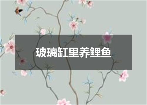 玻璃缸里养鲤鱼
