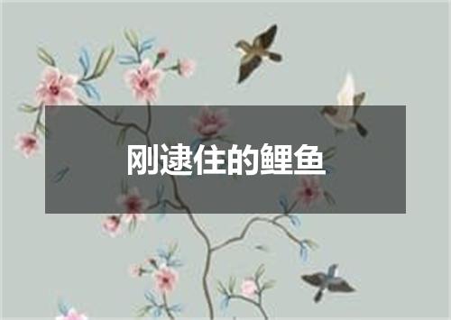 刚逮住的鲤鱼