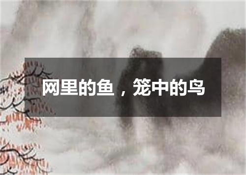 网里的鱼，笼中的鸟