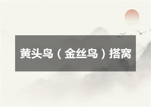 黄头鸟（金丝鸟）搭窝