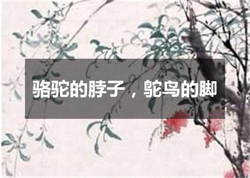 骆驼的脖子，鸵鸟的脚