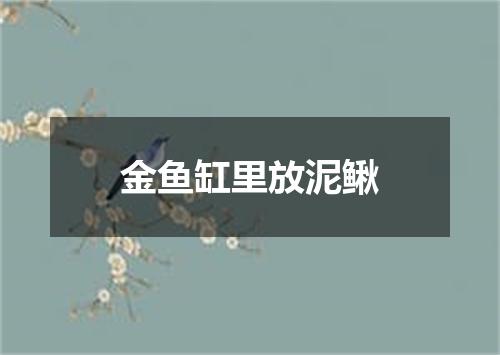 金鱼缸里放泥鳅