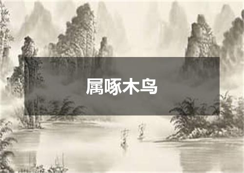 属啄木鸟