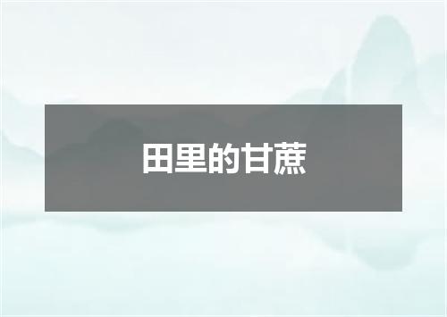 田里的甘蔗