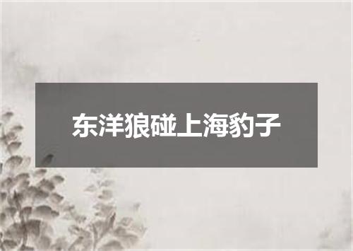 东洋狼碰上海豹子