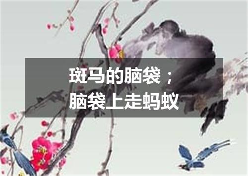 斑马的脑袋；脑袋上走蚂蚁