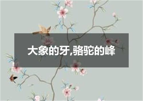 大象的牙,骆驼的峰
