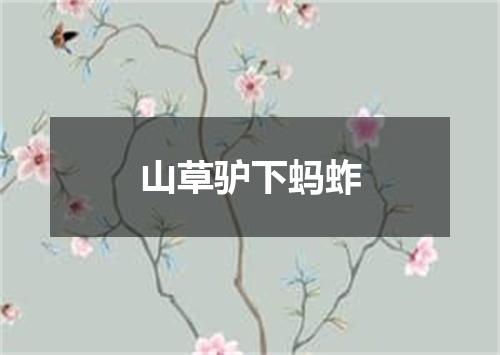 山草驴下蚂蚱