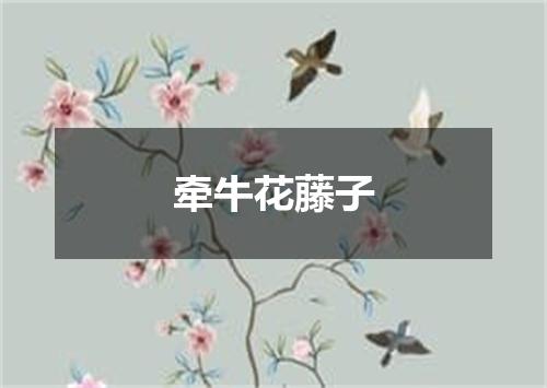 牵牛花藤子
