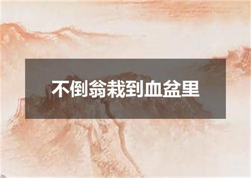 不倒翁栽到血盆里