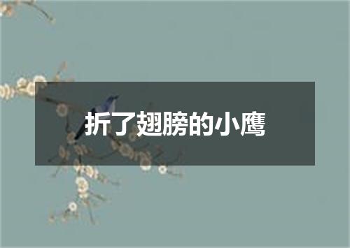 折了翅膀的小鹰