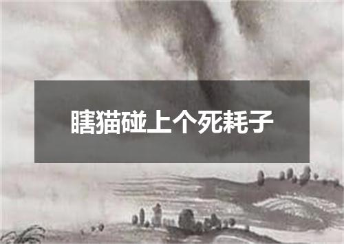 瞎猫碰上个死耗子