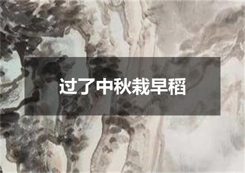 过了中秋栽早稻
